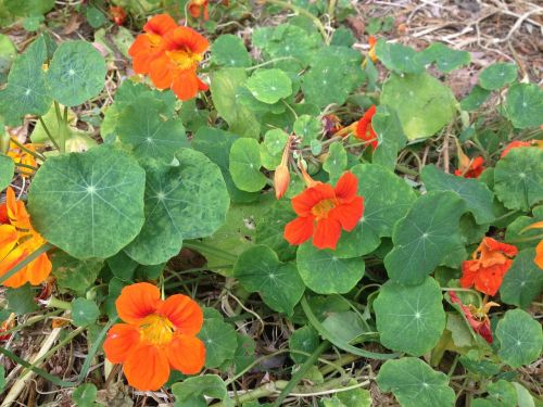 flowers orange flowers nature