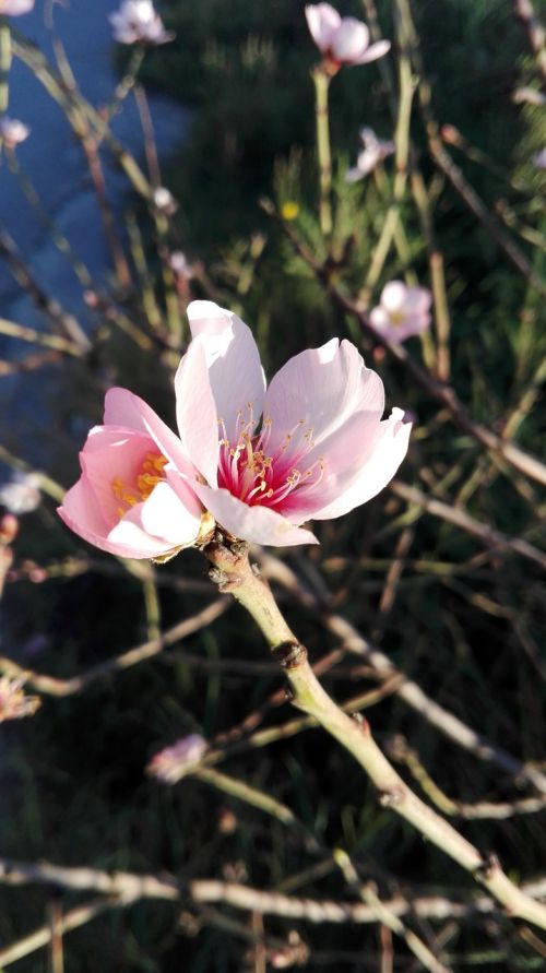 flowers almond tree spring