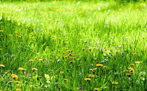 flowers meadow flower meadow