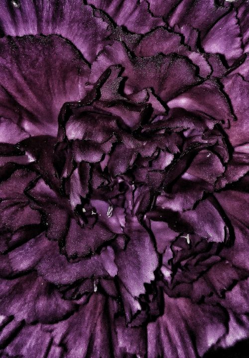 flowers carnation purple