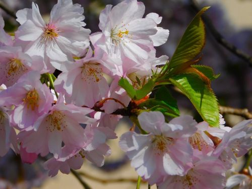 flowers flowers branch branch