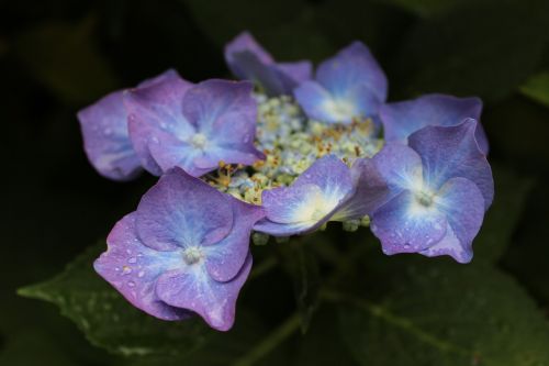flowers hydrangea purple