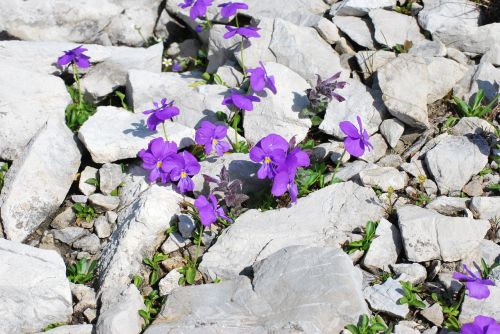 flowers stone nature