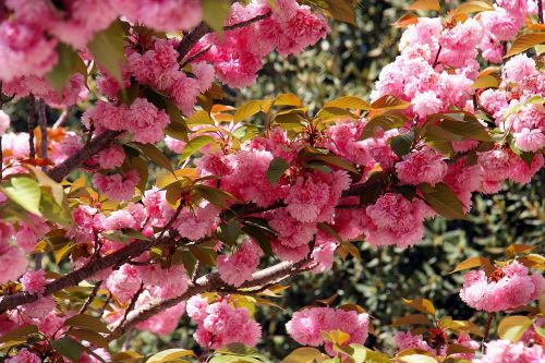 japanese cherry flowers spring