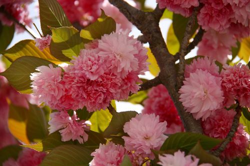 cherry blossom flowers spring