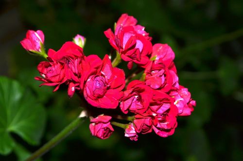 flowers geranium beautiful flower