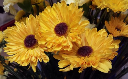 flowers yellow yellow flowers