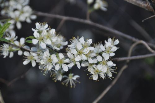 flowers white nature