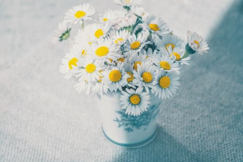 flowers daisy white