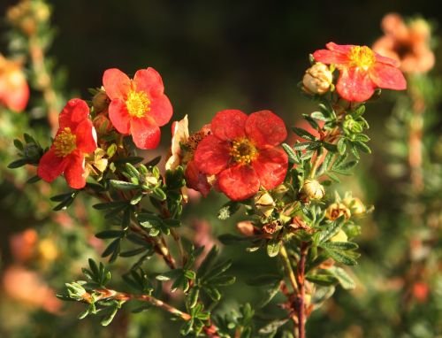 flowers petals nature