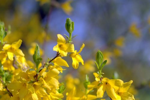 flowers bush yellow