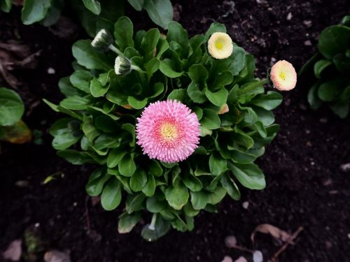 flowers pink nature