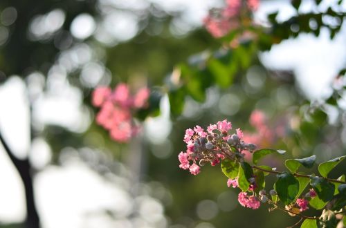 flowers summer nature