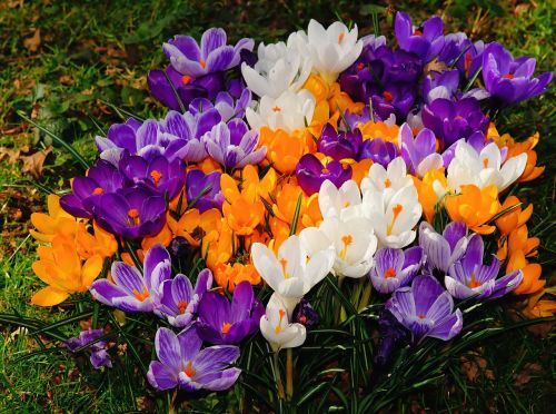 flowers crocus spring