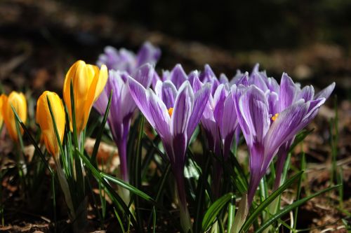 crocus flowers nature