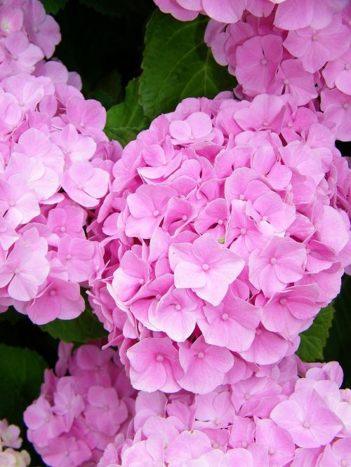 flowers hydrangea pink