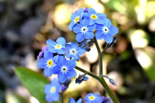 flowers blue spring