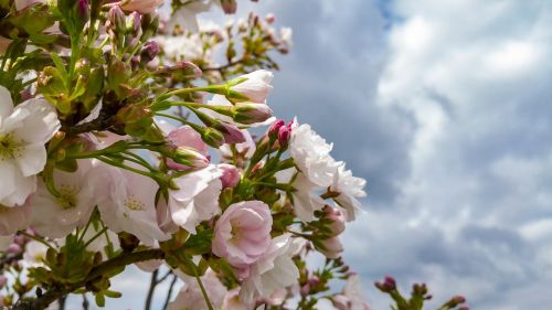 flowers tree spring