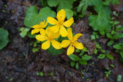 flowers yellow spring