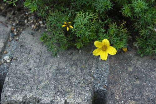 flowers natural yellow