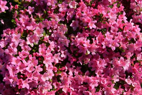 flowers pink flowers rhododendron