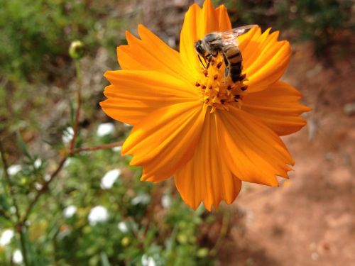 flowers bee flower