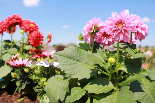 flowers spring dahlia