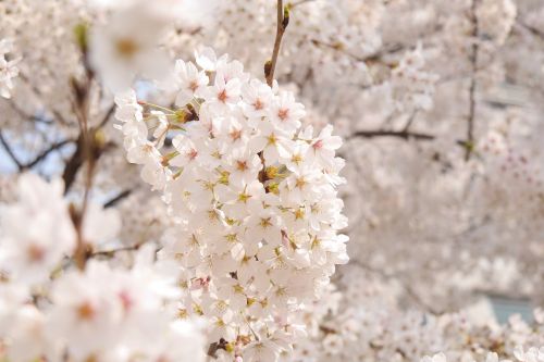 flowers spring spring flowers