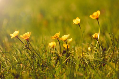 Flowers