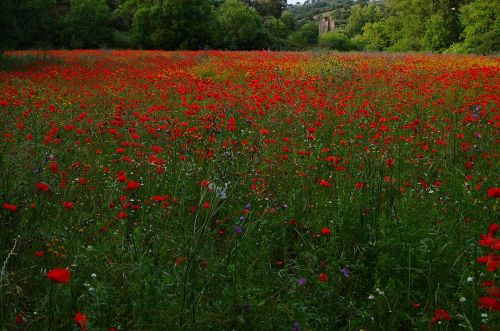 the poppy field flowers nature