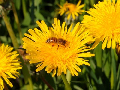 flowers dandelions bee