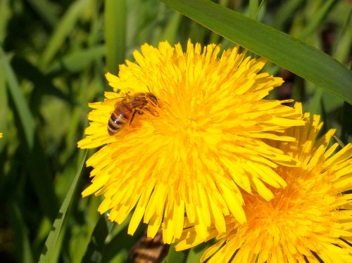 flowers dandelions bee