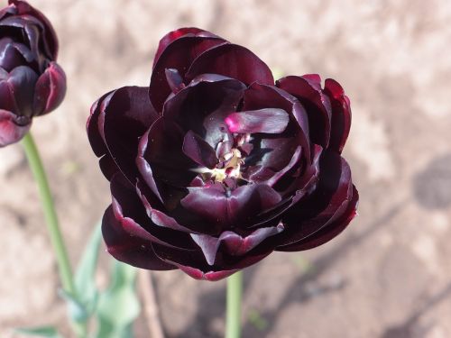 flowers tulip black tulip