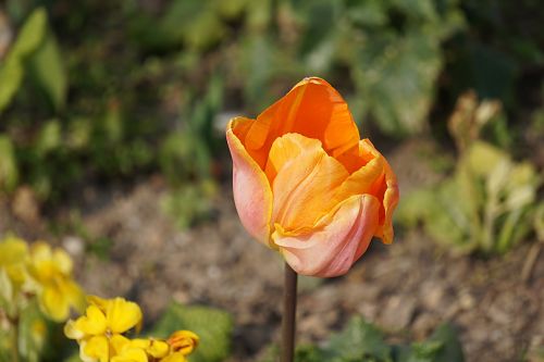 flowers tulip flora