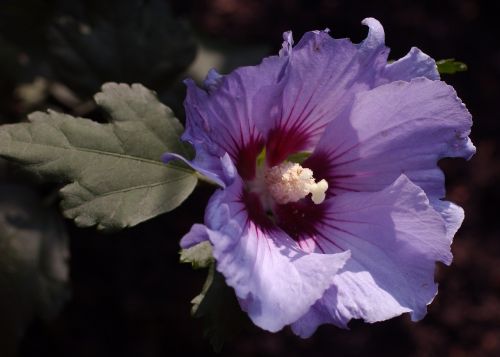 petals flowers nature