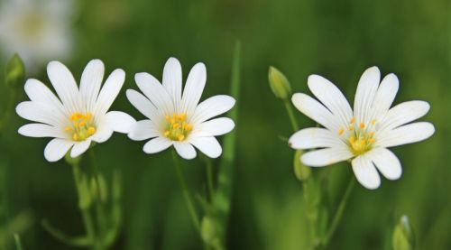 flowers white yellow