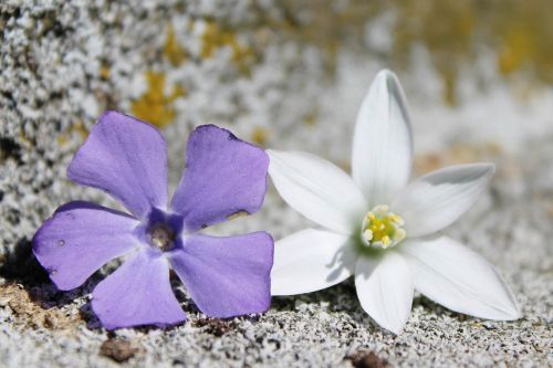 flowers purple white