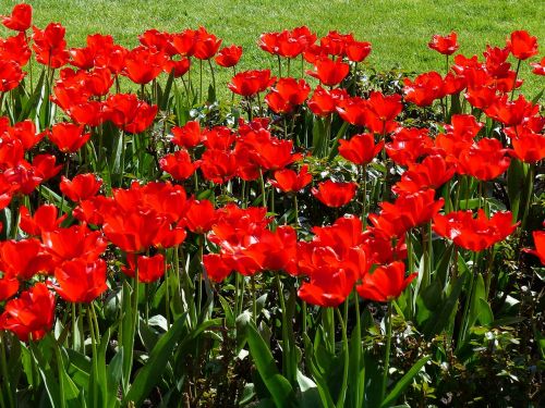 flowers tulips red