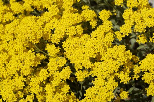 flowers lush yellow