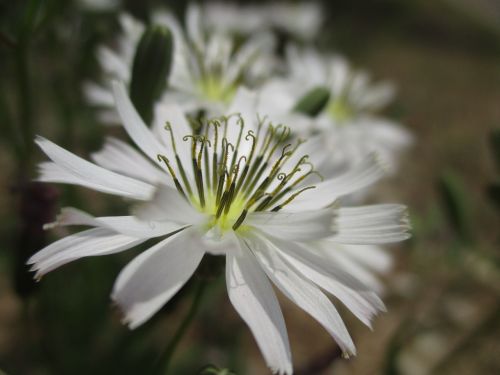 flowers plants spring