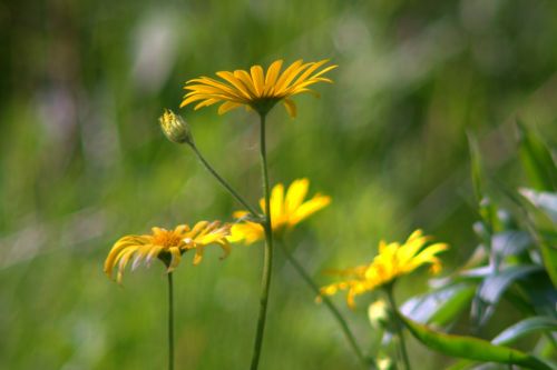 flowers garden yellow