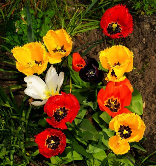 flowers tulips fringed tulips