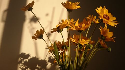 flowers sun yellow
