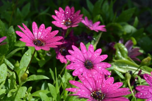 flowers purple flowers flowers dew