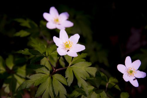 flowers summer forest