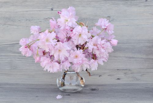 flowers pink cherry blossoms