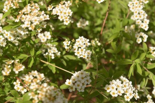 flowers white spring