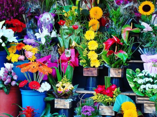 flowers flower shop garden