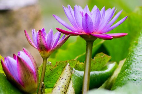 lotus flower nature fresh flowers