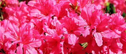 azalea rhododendron flowers